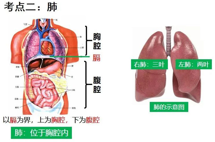 肺