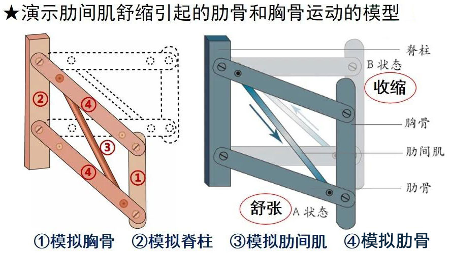 肋间肌舒缩引起的肋骨和胸骨运动的模型