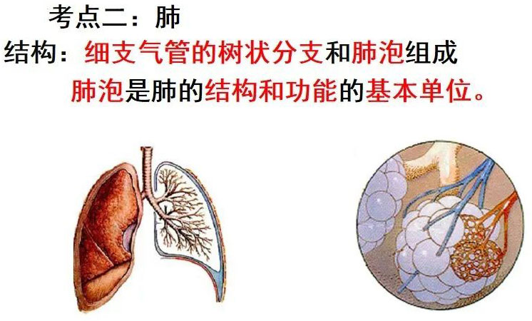 结构：细支气管的树状分支和肺泡组成肺泡是肺的结构和功能的基本单位