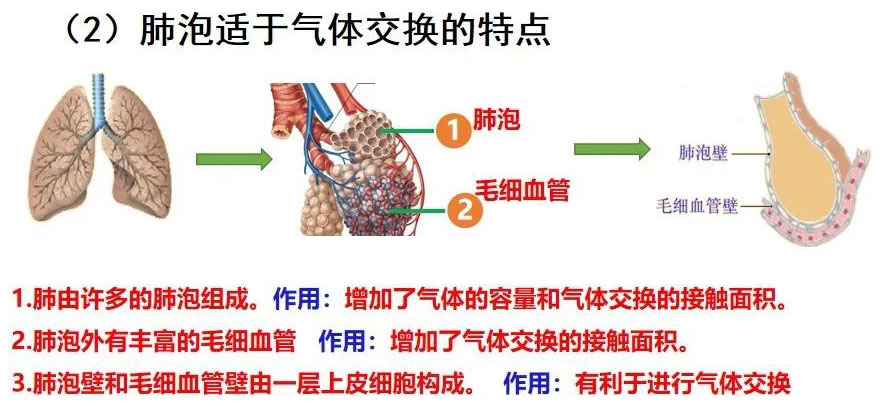 肺泡适于气体交换的特点