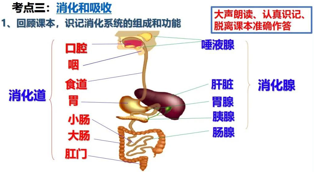 人体的营养