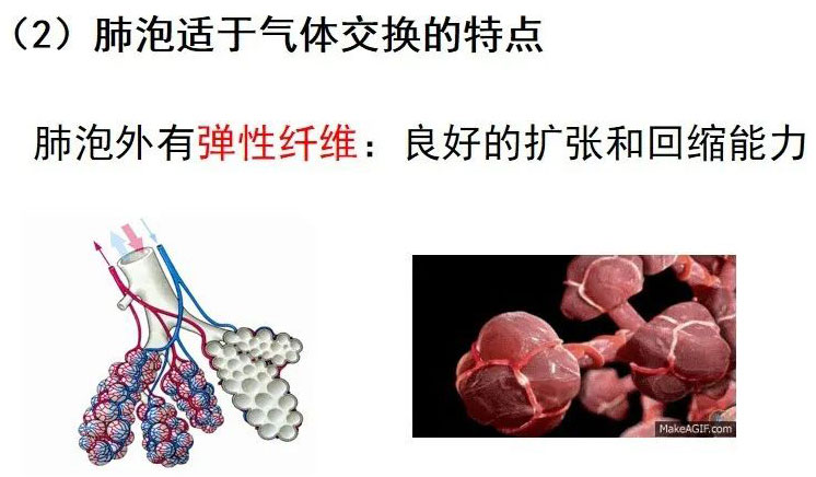 肺泡外有弹性纤维：良好的扩张和回缩能力