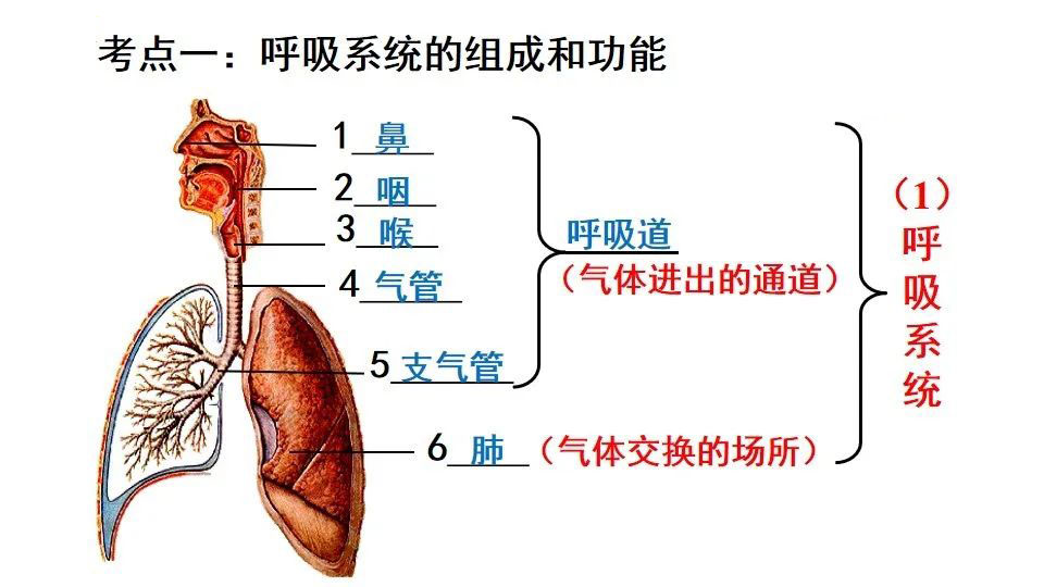 考点一呼吸系统的组成和功能