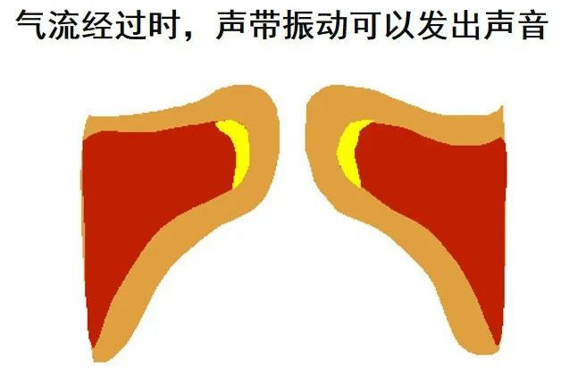 气流经过时，声带振动可以发出声音