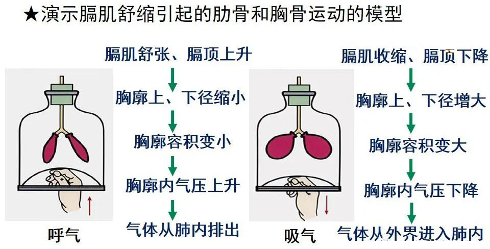 膈肌舒缩引起的肋骨和胸骨运动的模型