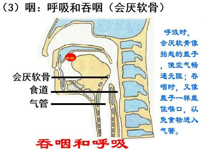 咽：呼吸和吞咽（会厌软骨）