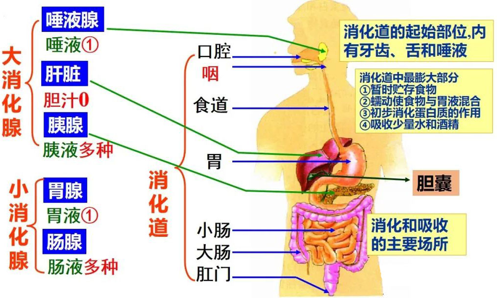 人体的营养