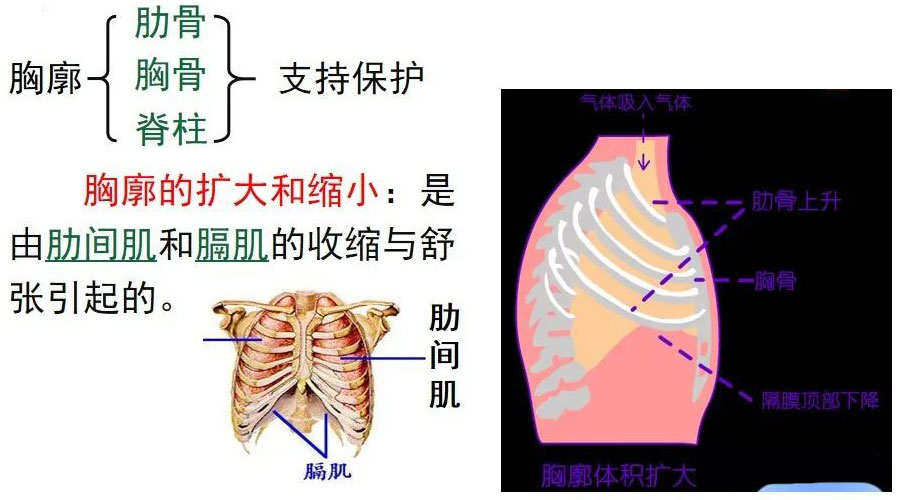 胸廊的扩大和缩小