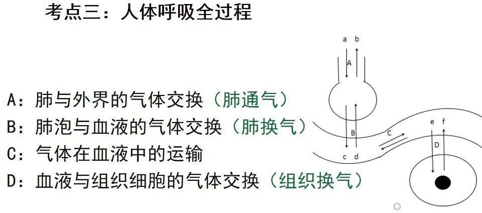 人体呼吸全过程