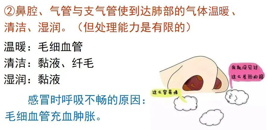 鼻腔、气管与支气管使到达肺部的气体温暖、清洁、温润