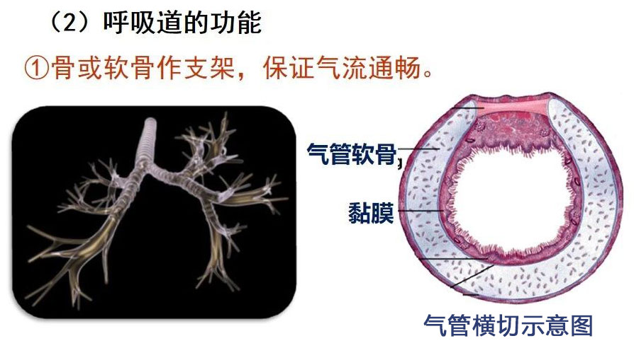 呼吸道的功能，骨或软骨作支架，保证气流通畅