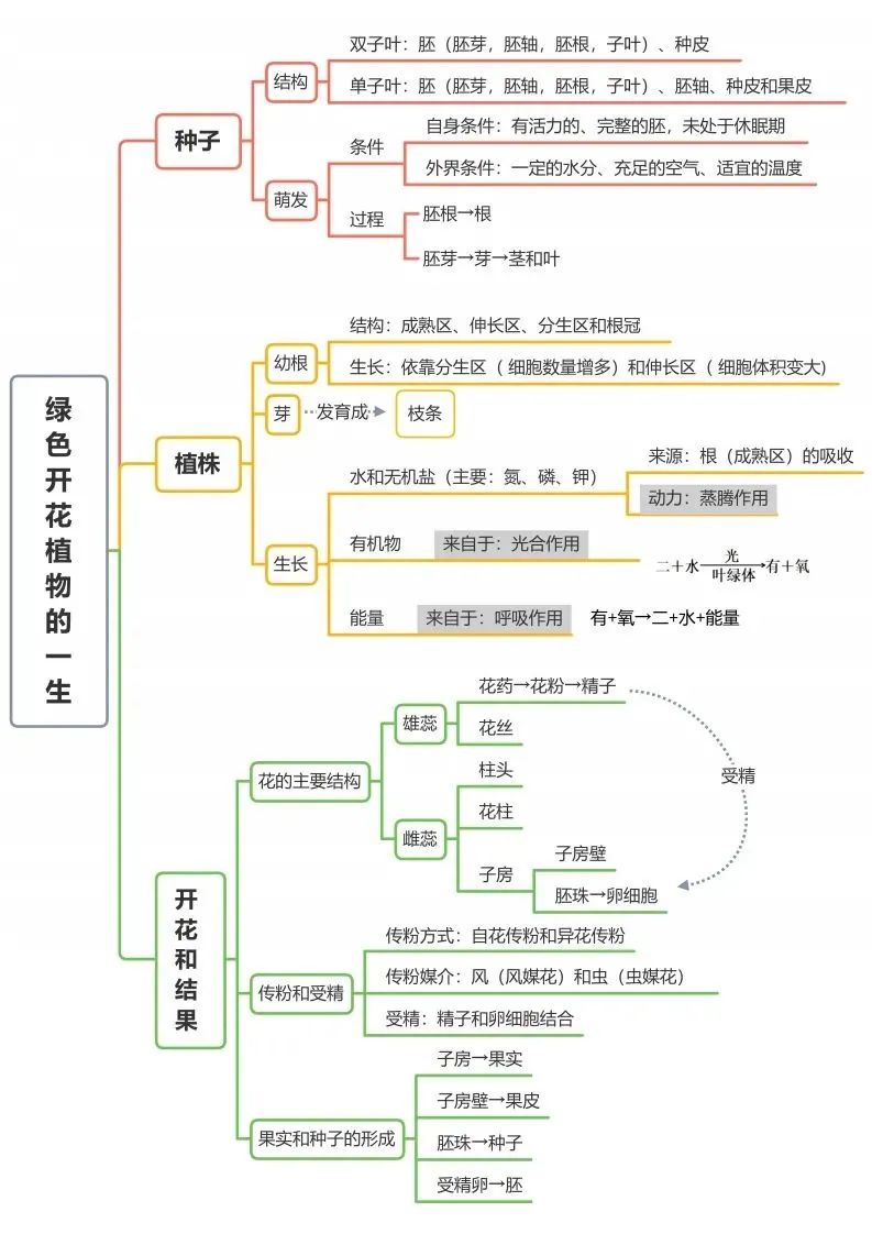 初中生物思维导图-绿色开花植物的一生