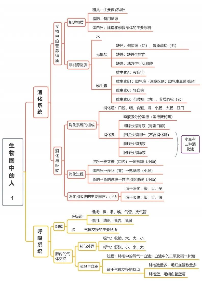 初中生物思维导图-生物圈中人（1）