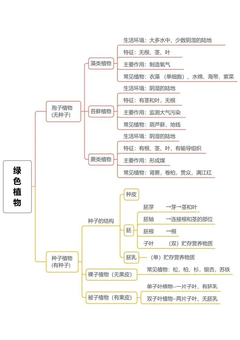 初中生物思维导图-绿色植物