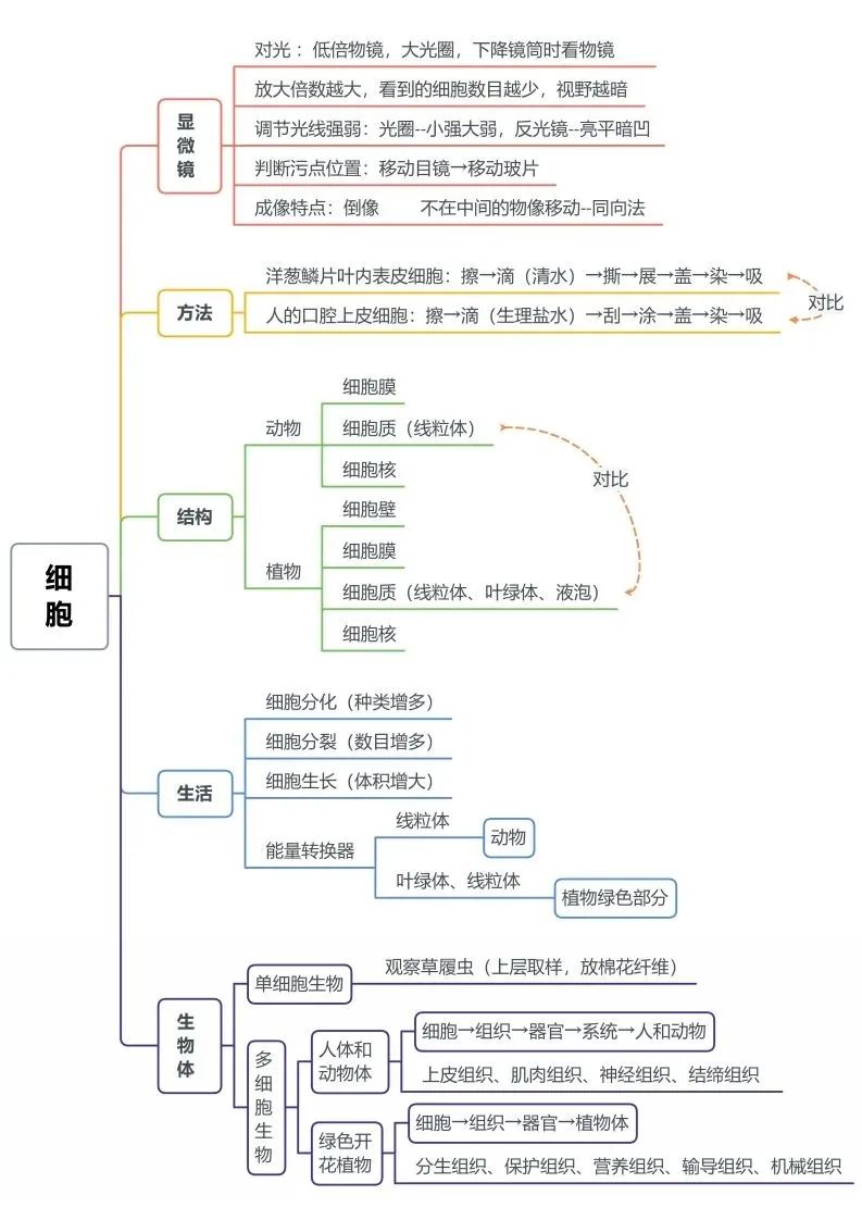 初中生物思维导图-细胞