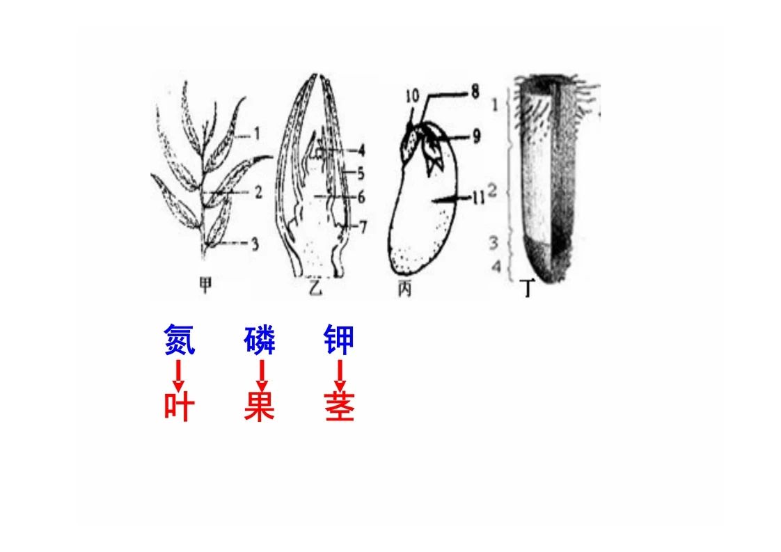 八年级生物知识点重点图示解析