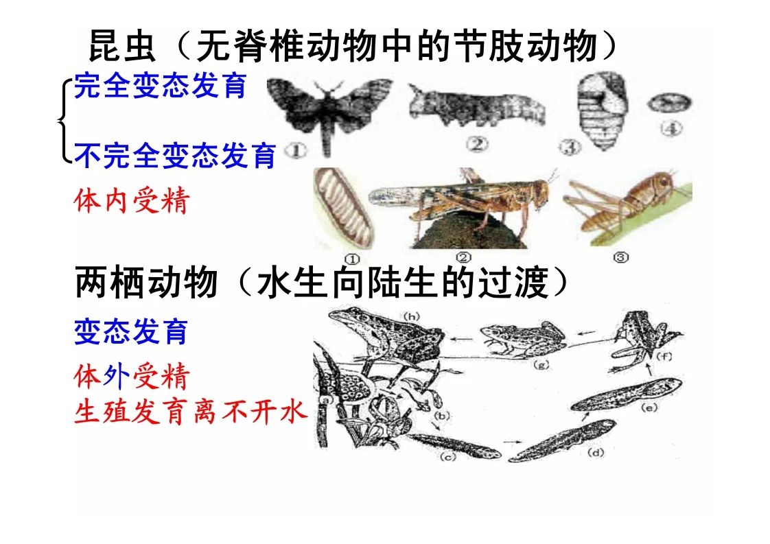 八年级生物知识点重点图示解析