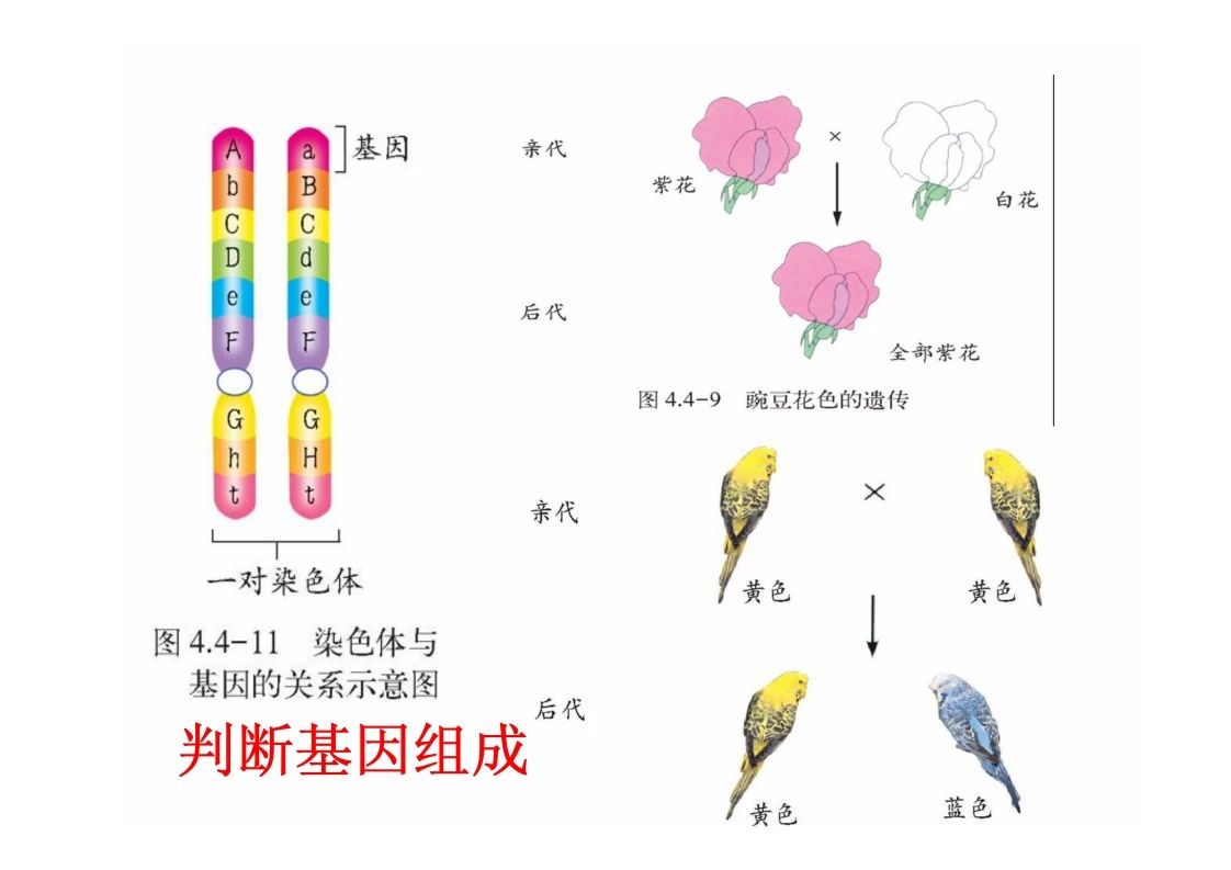 八年级生物知识点重点图示解析