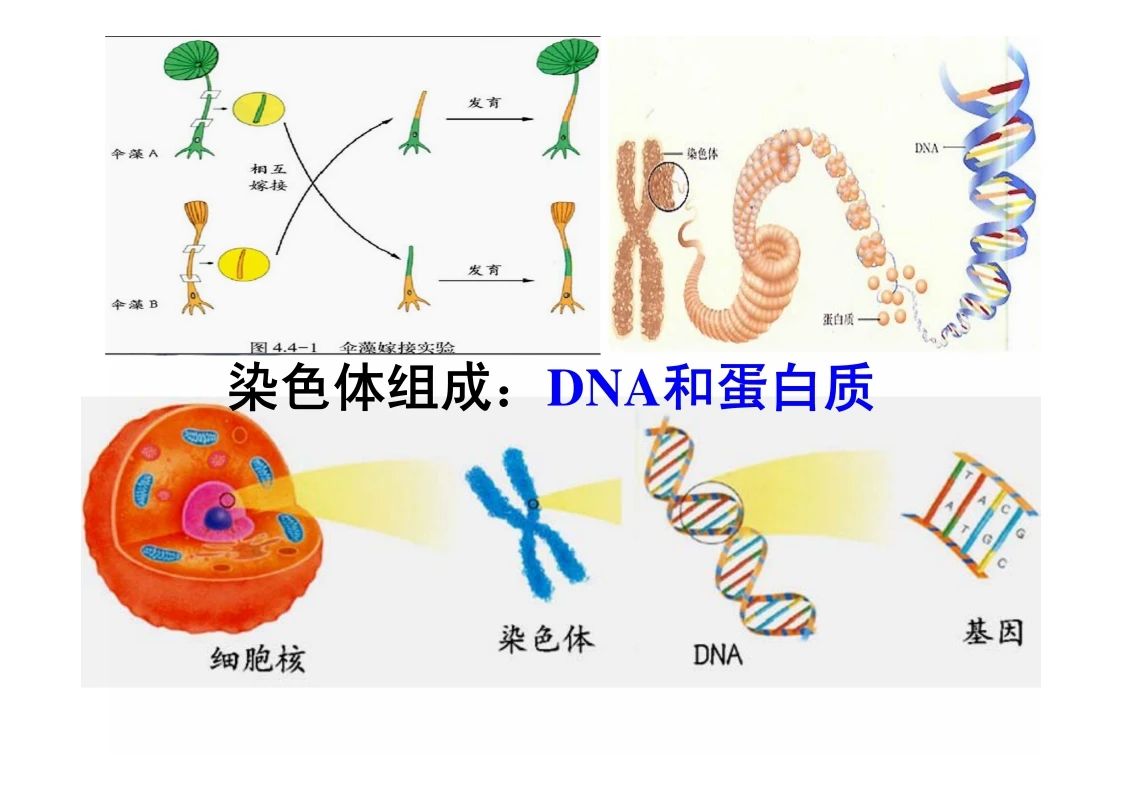 八年级生物知识点重点图示解析