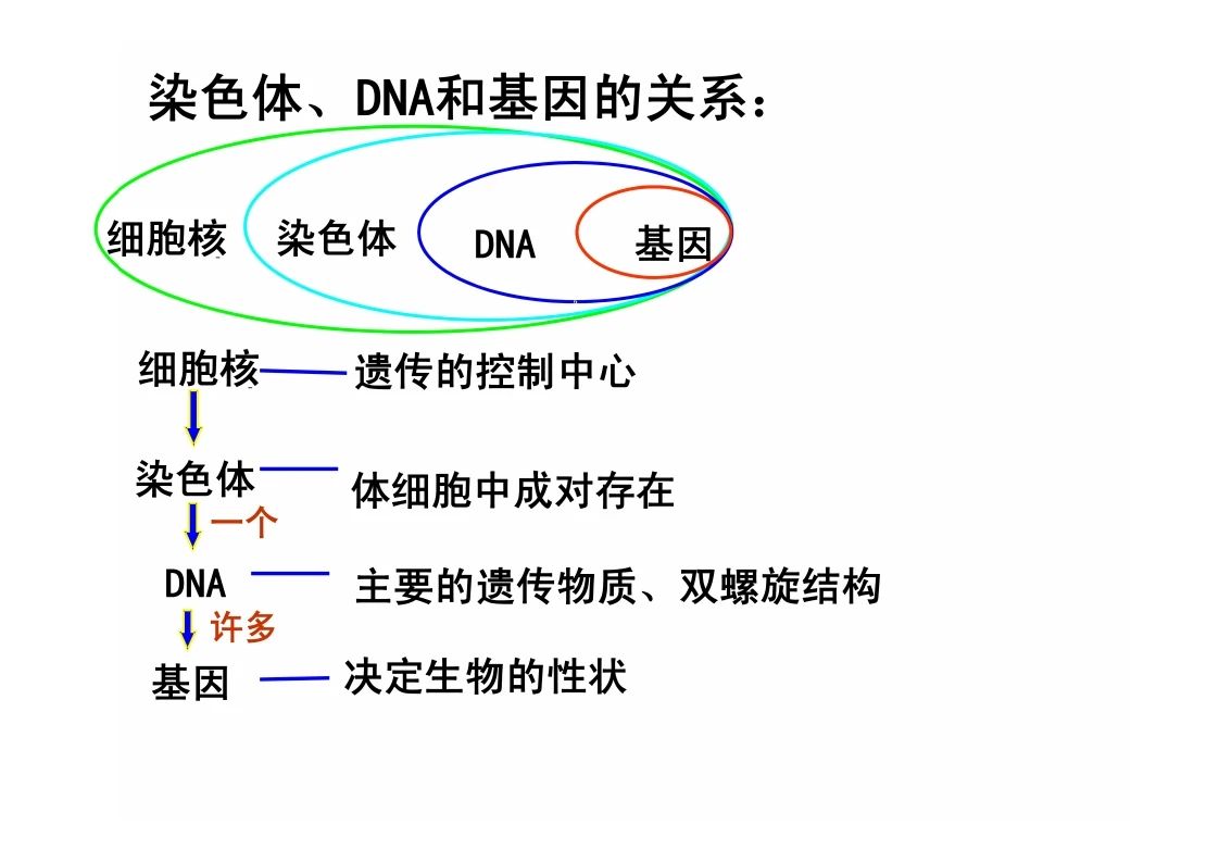 八年级生物知识点重点图示解析