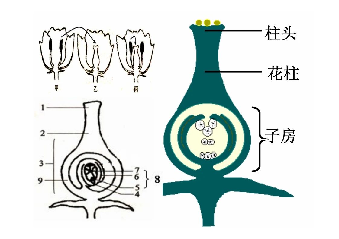 八年级生物知识点重点图示解析