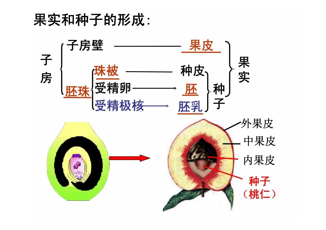 八年级生物知识点重点图示解析