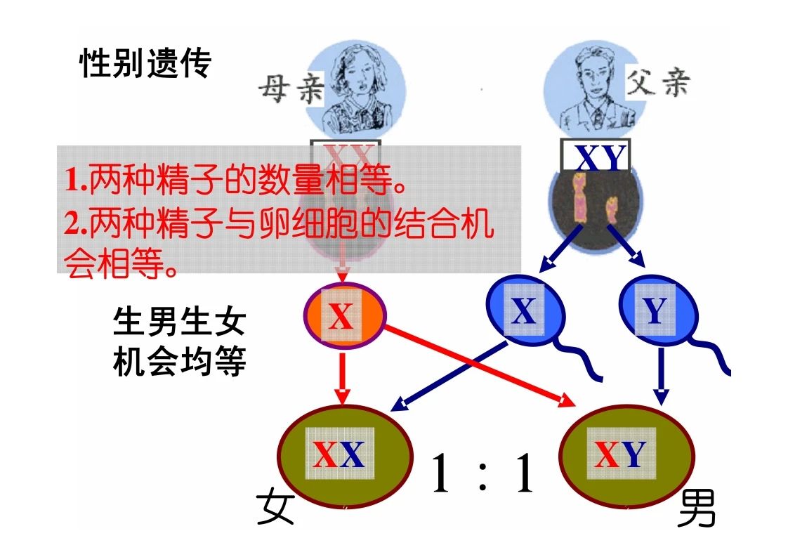 八年级生物知识点重点图示解析