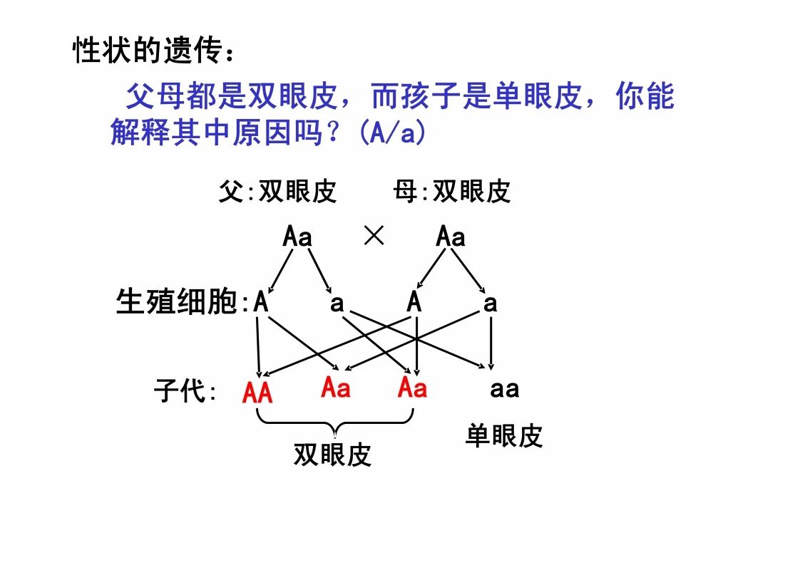 八年级生物知识点重点图示解析