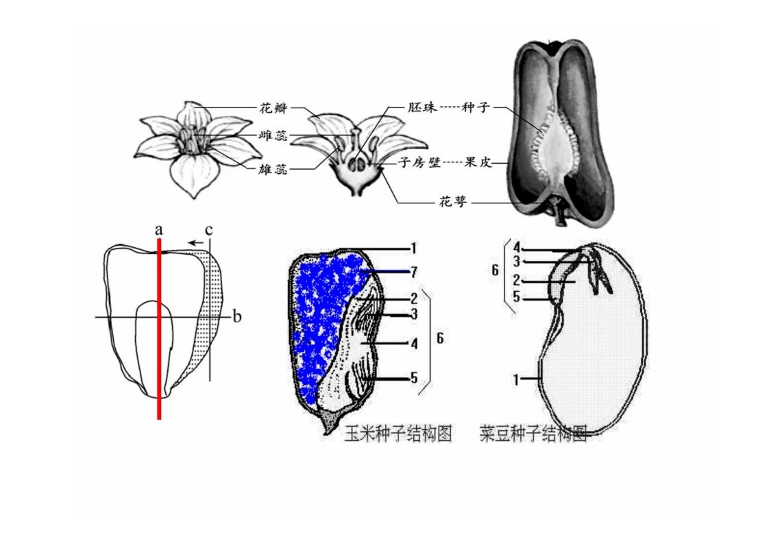 八年级生物知识点重点图示解析