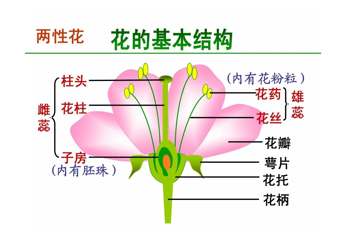 八年级生物知识点重点图示解析