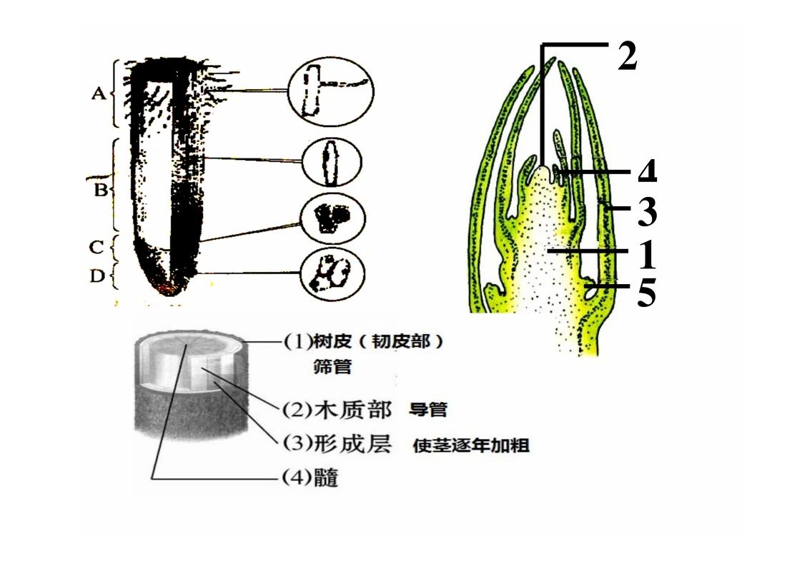 八年级生物知识点重点图示解析