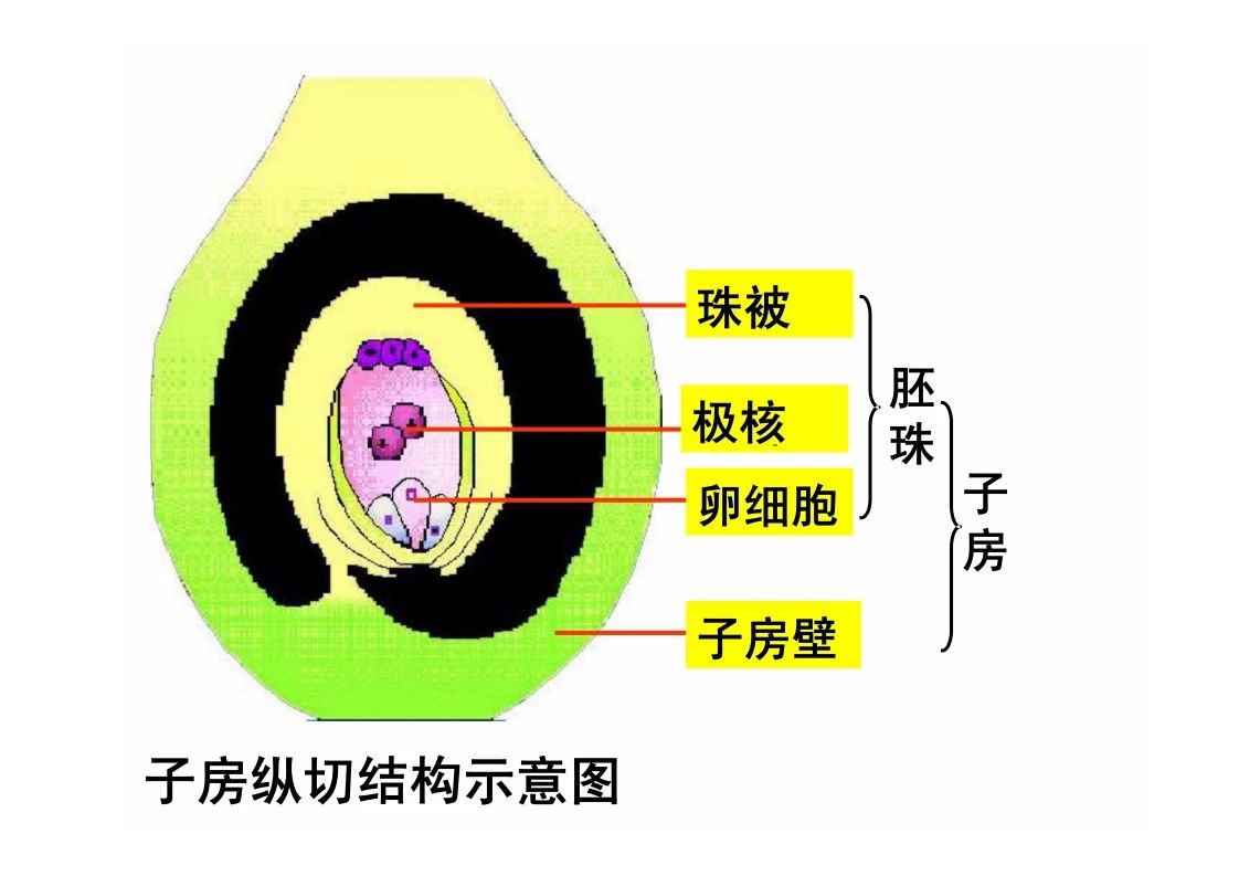 八年级生物知识点重点图示解析