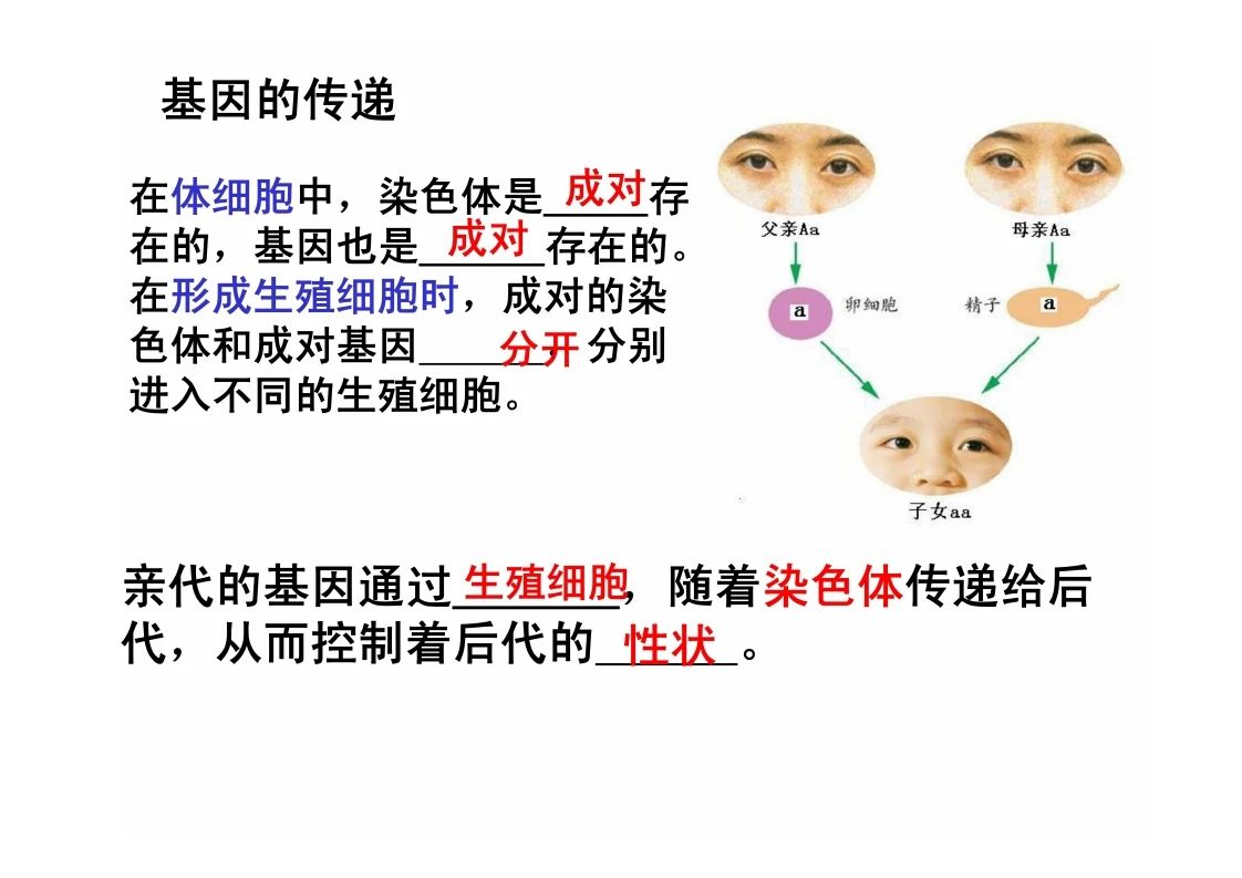 八年级生物知识点重点图示解析