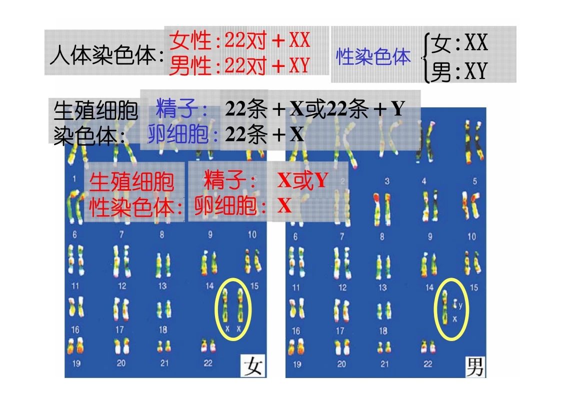 八年级生物知识点重点图示解析