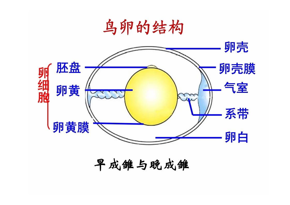 八年级生物知识点重点图示解析