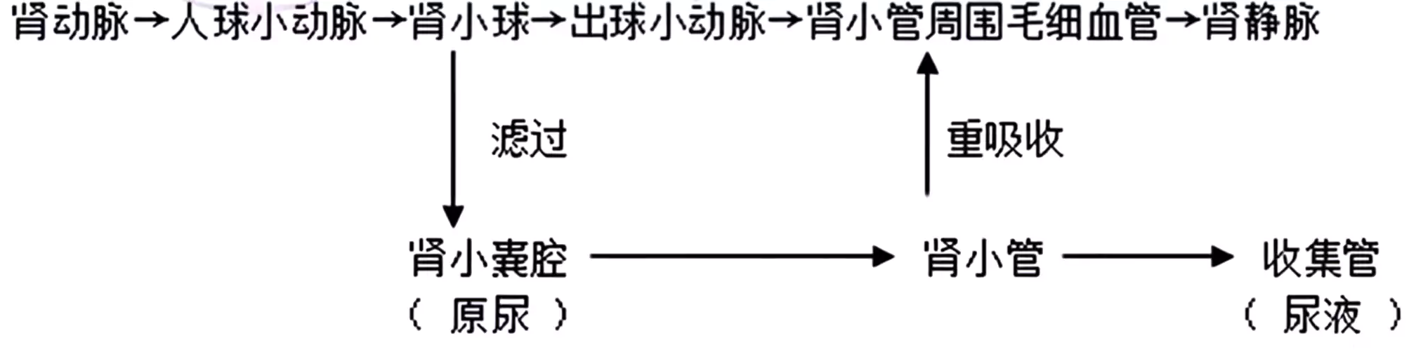 初中生物常考的4个要点